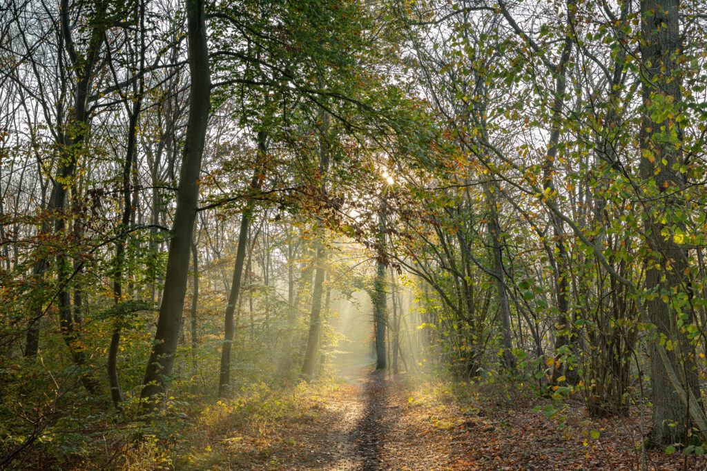 Forêt de Chantilly