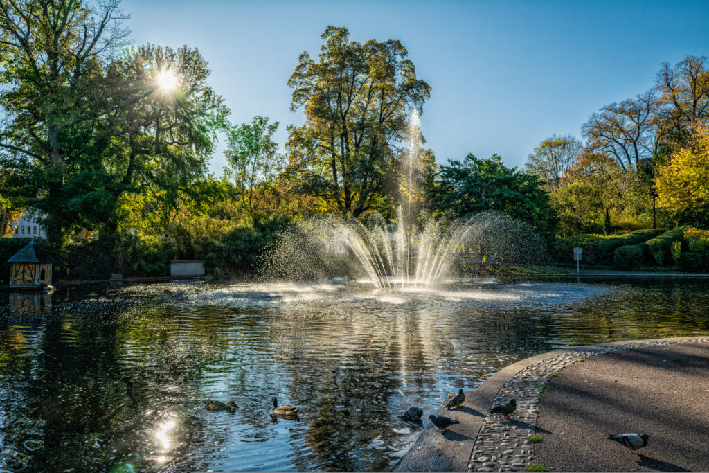 Un bassin du jardin Lecoq