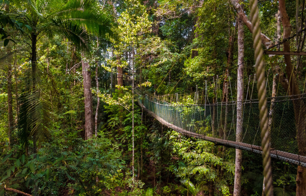 Le parc national Taman Negara