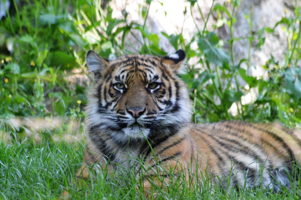 Jeune tigre de Sumatra du zoo d'Amiens
