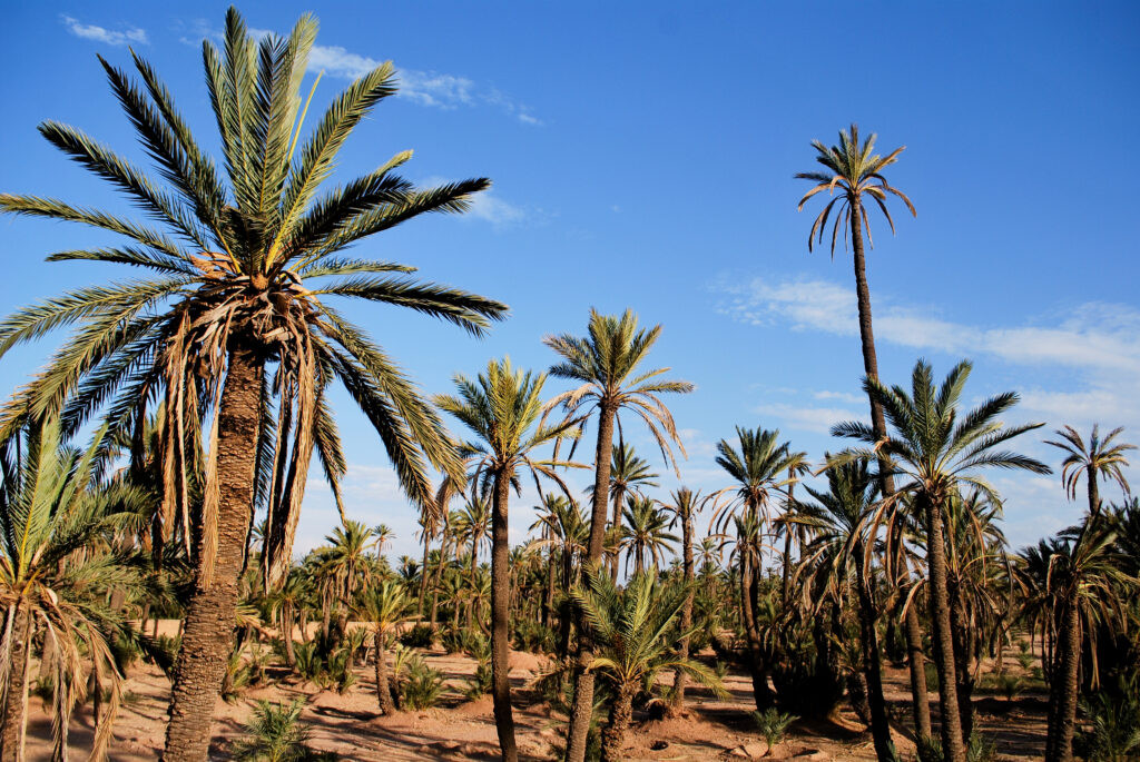 Palmeraie, Marrakech