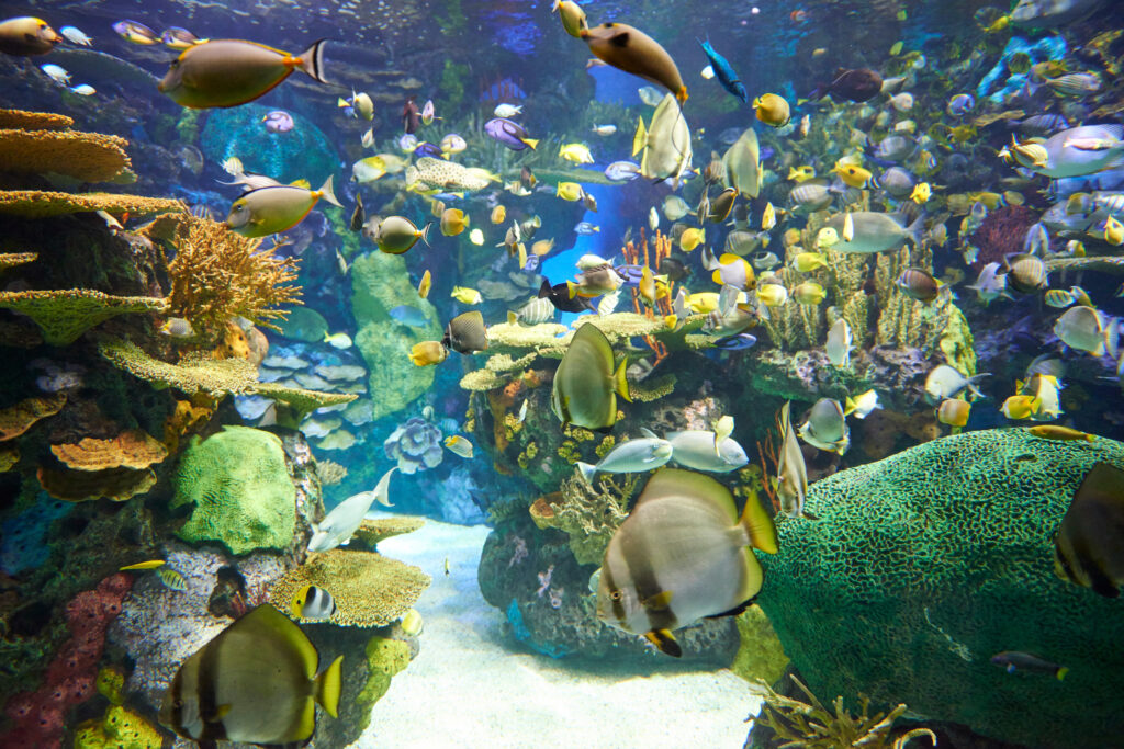 Poissons dans un aquarium