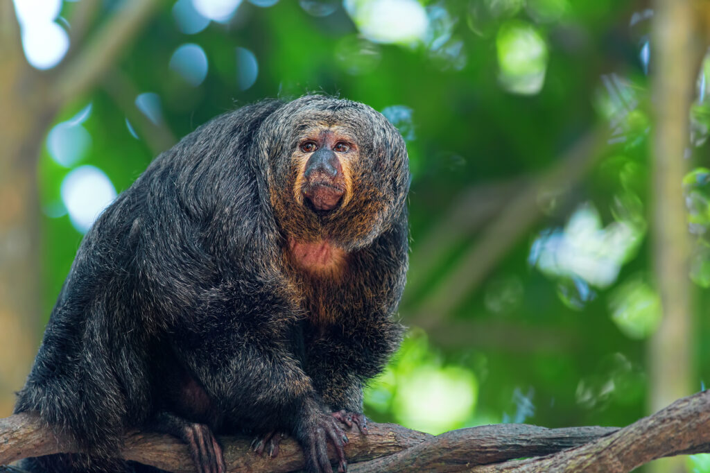 Zoo d'Amnéville