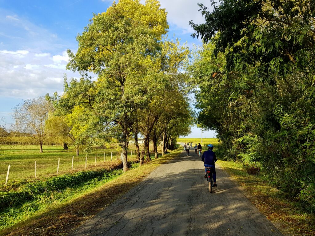 Vignoble du Medoc, région de Bordeaux