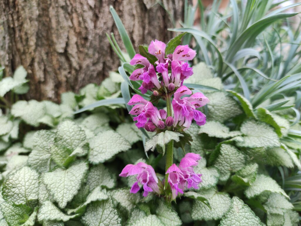 Le jardin botanique