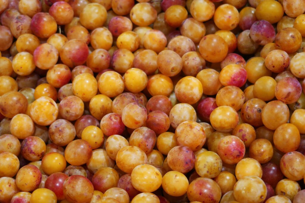 Étalage d’une multitude de mirabelles de Lorraine (prunes) en vrac sur l’étal d’un primeur d’un marché aux fruits à Nancy 