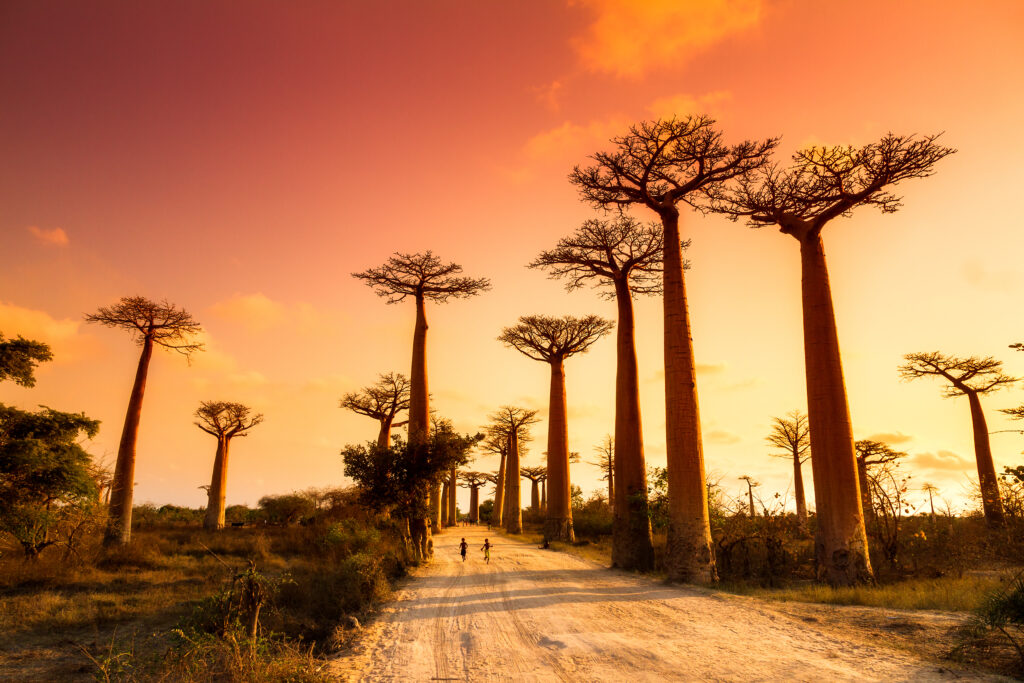 Allée des baobabs, Madagascar