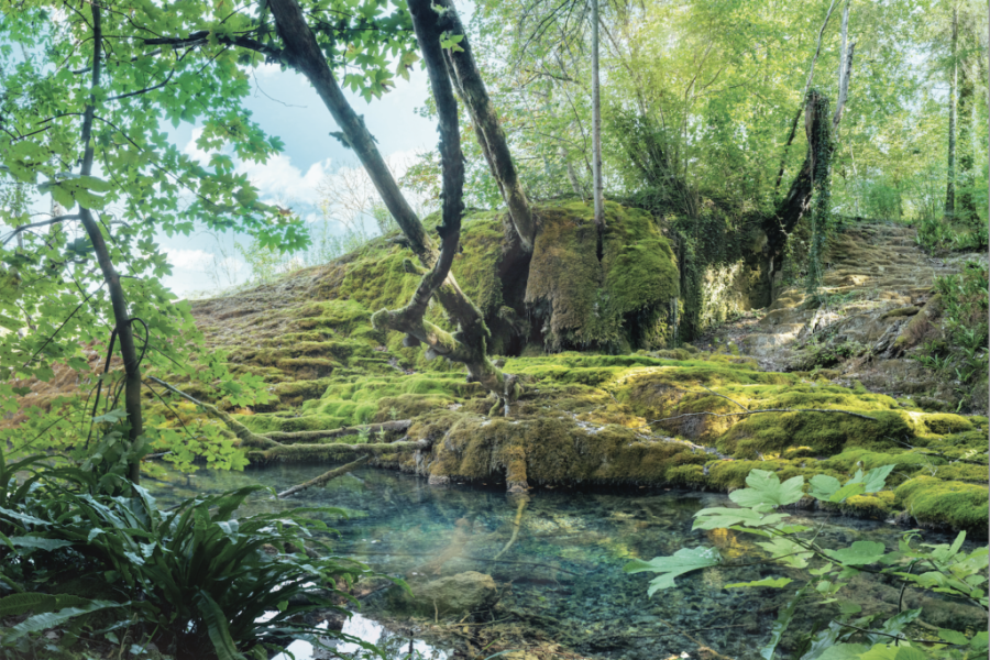 Le Parc national de forêts : trois bonnes raisons d'y partir en vacances