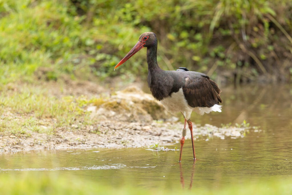 La majestueuse Cigogne noire.