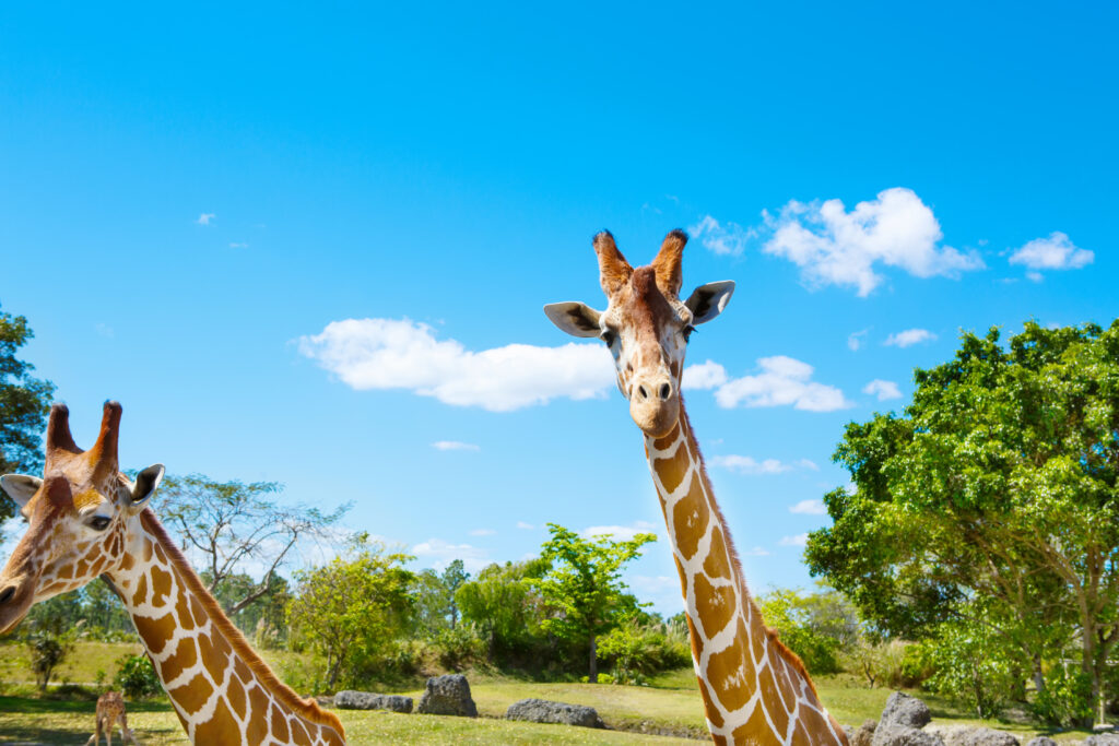 Zoo de Miami