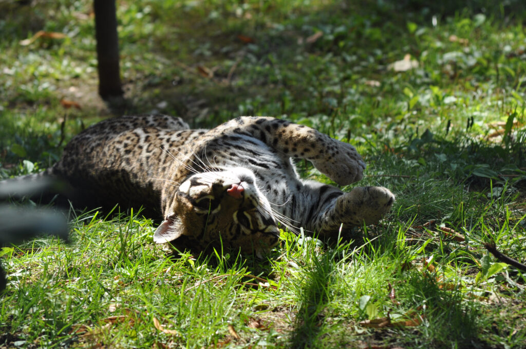 Ocelot du zoo de la Flèche