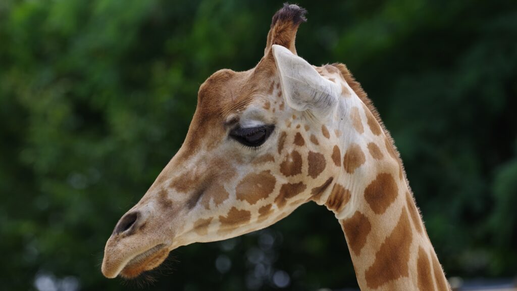 Girafe du zoo de la Flèche