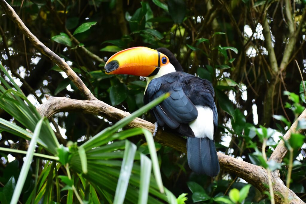 Le toucan du Zoo de la Flèche