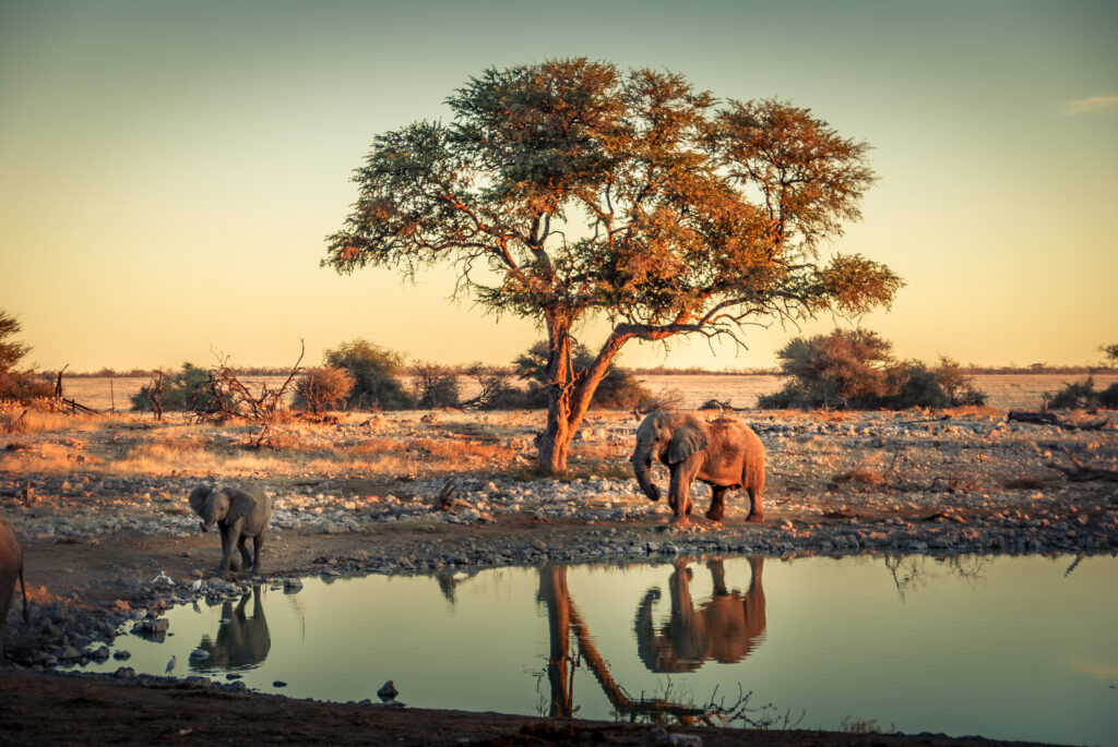 Parc National d'Etosha en  Namibie