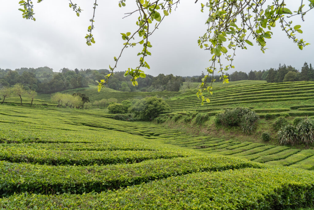 Les plantations de thé de São Miguel