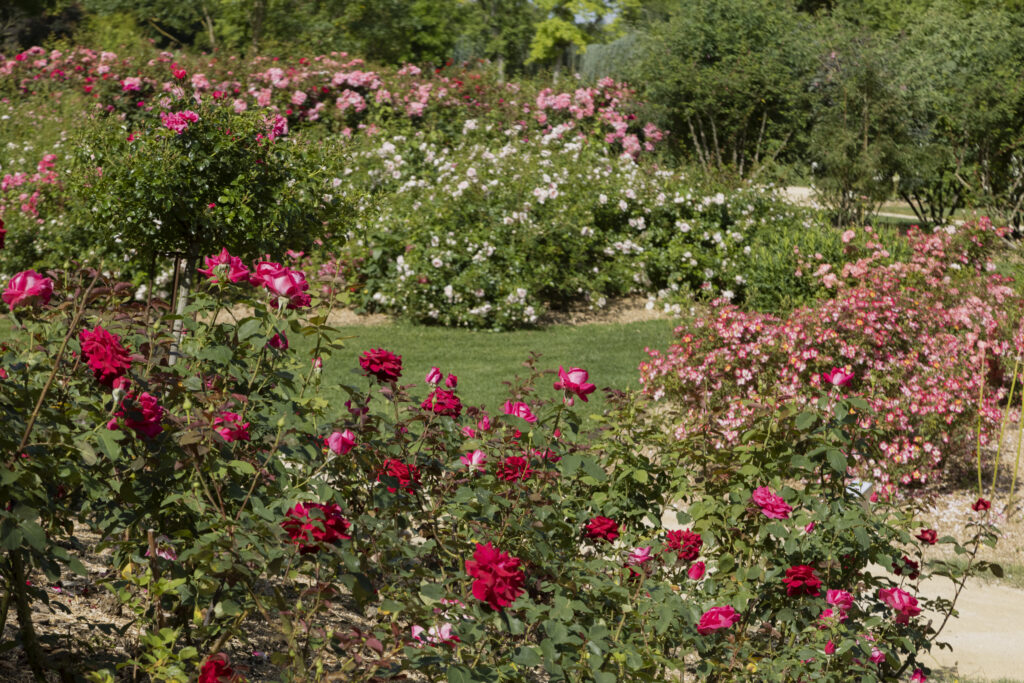 Roseraie d'un parc floral