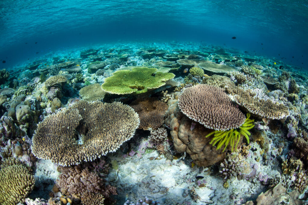 Fonds marins du parc national de Wakatobi