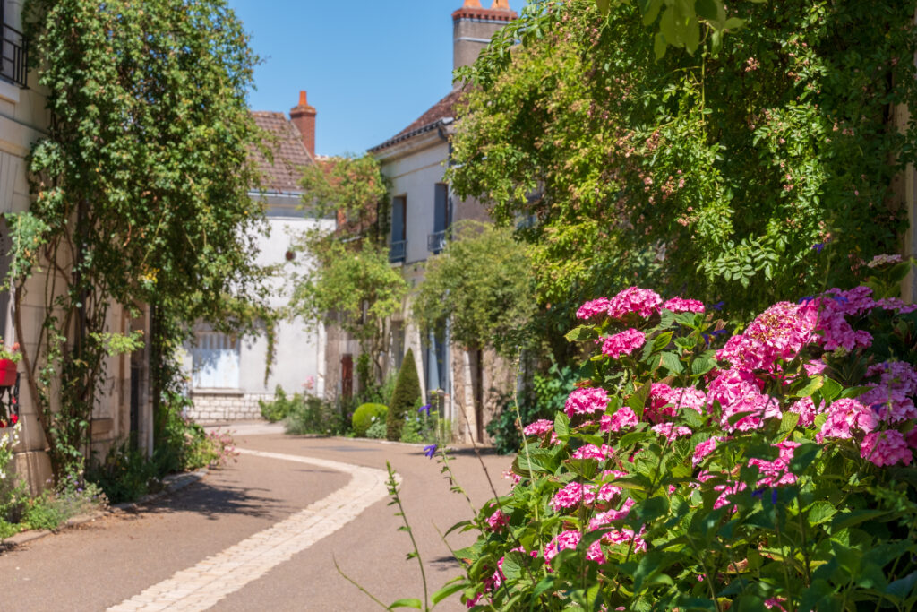 Chédigny et ses roses