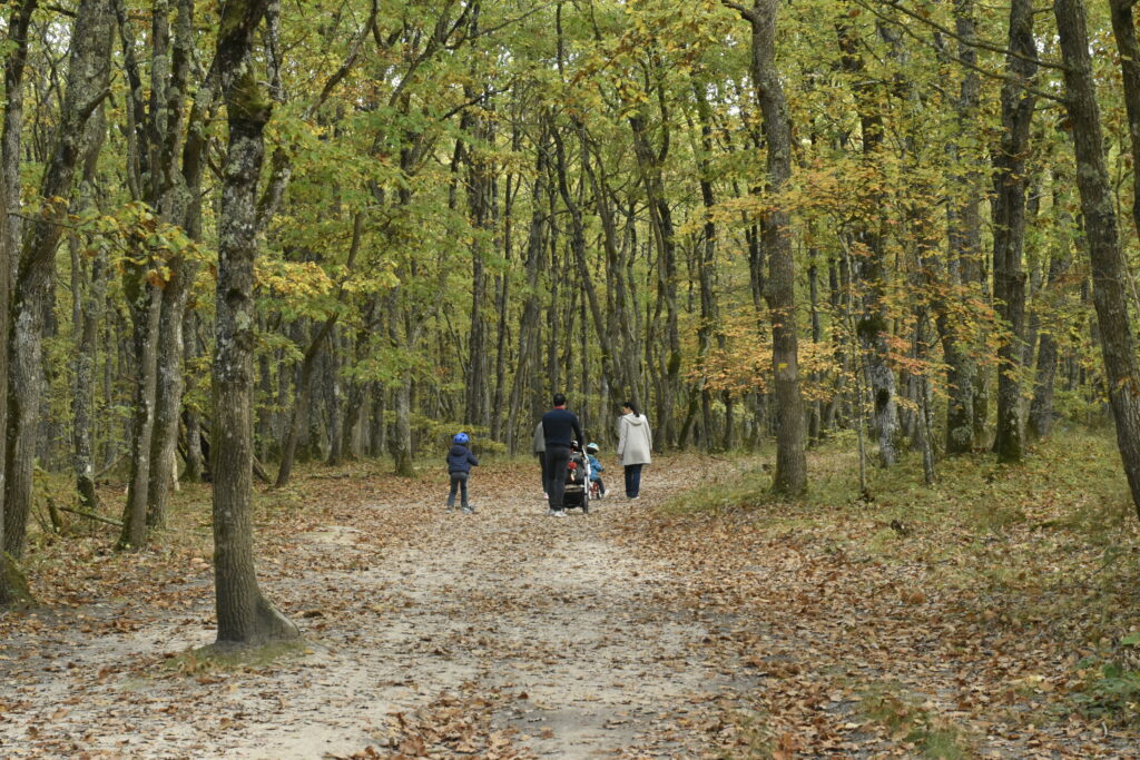 Famille se baladant en forêt