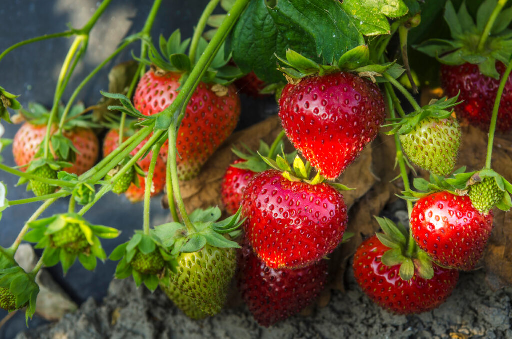 Grappe de fraises