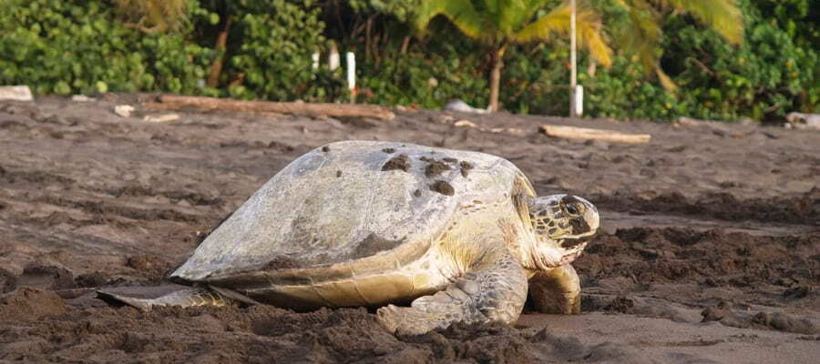 Tortuguero 