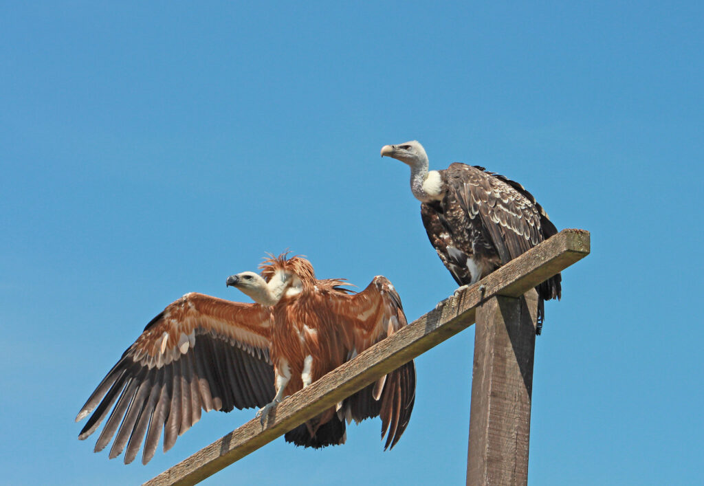 Les Aigles des Remparts