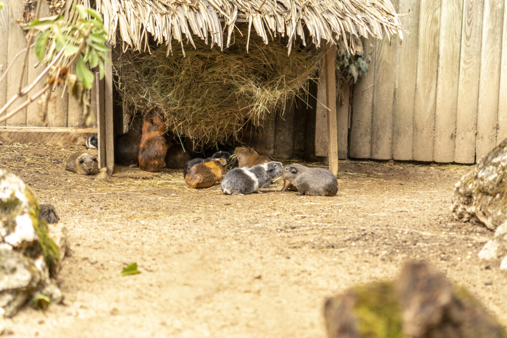 Groupe de cochons d'Inde au zoo de Doué-la-Fontaine