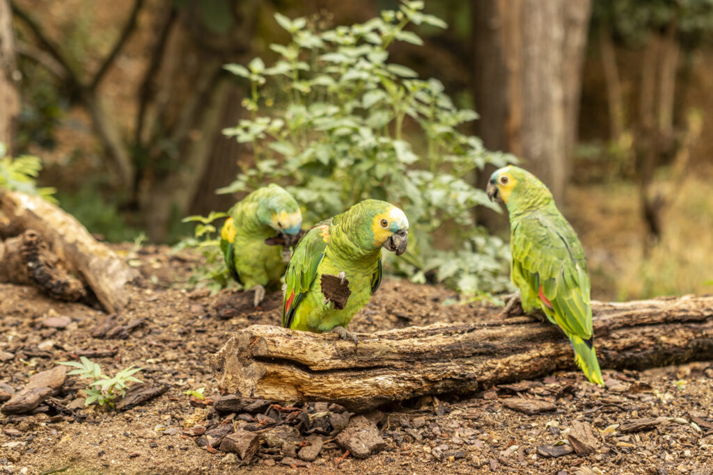 Groupe d'amazones à front bleu décortiquant du bois au zoo de Doué-la-Fontaine