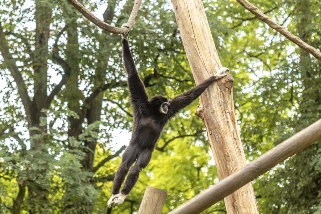 Gibbon à mains blanches au zoo de Doué-la-Fontaine