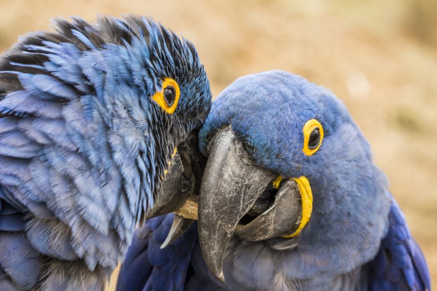 Tips and tricks for organizing your day at the Doué-la-Fontaine Biopark