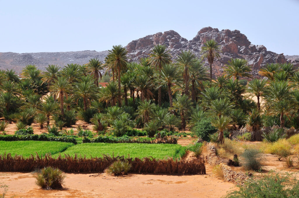 oasis de Rachid, Mauritanie