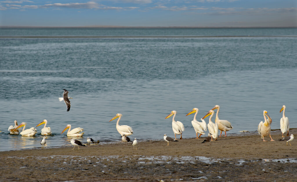 Parc national du Banc d'Arguin, Mauritanie