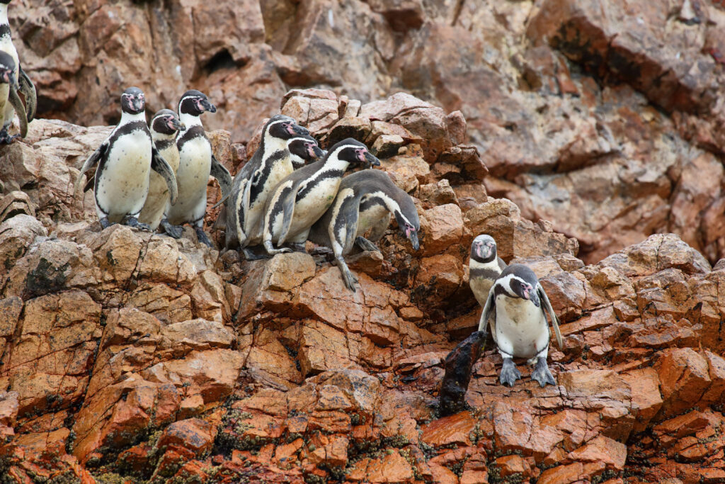 Pingouins des îles Ballestas 