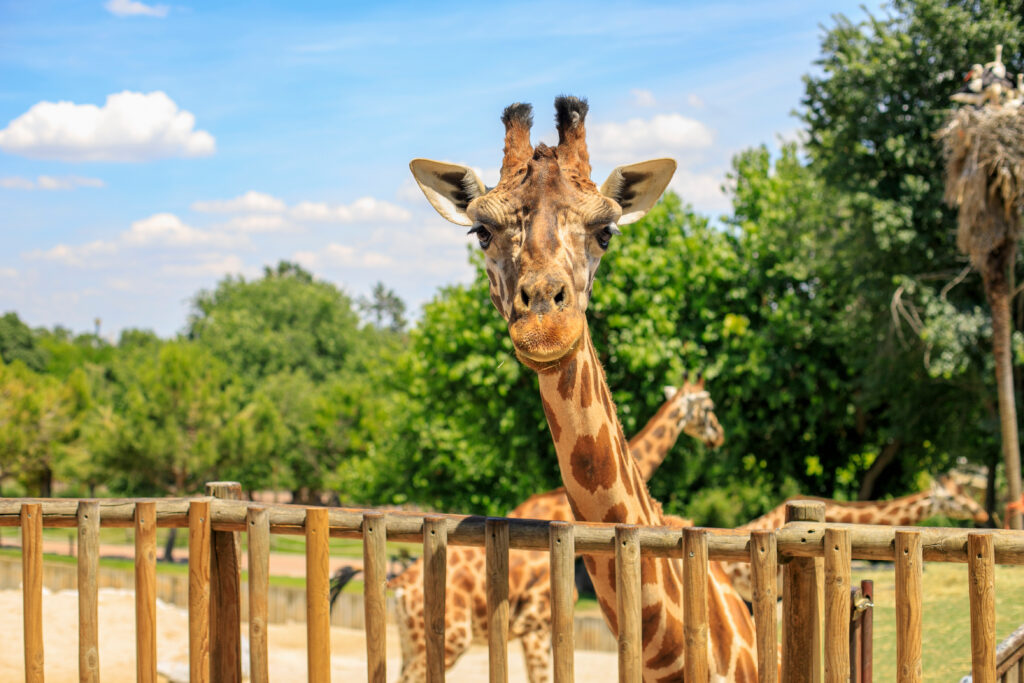 Girafe dans un parc animalier