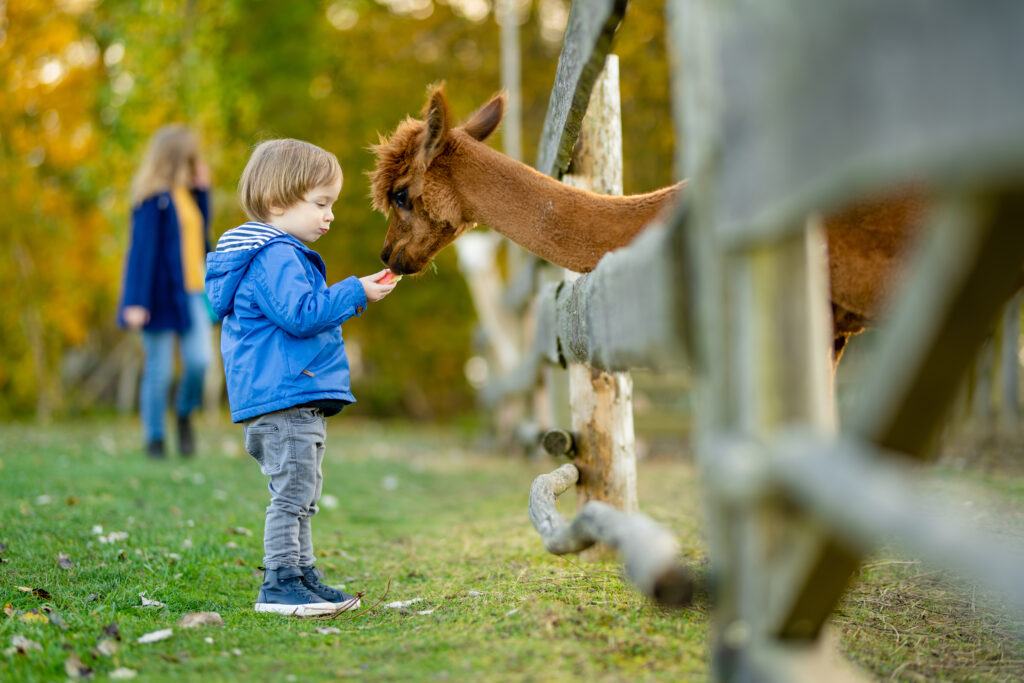 Petit garçon devant l'enclos à chèvres