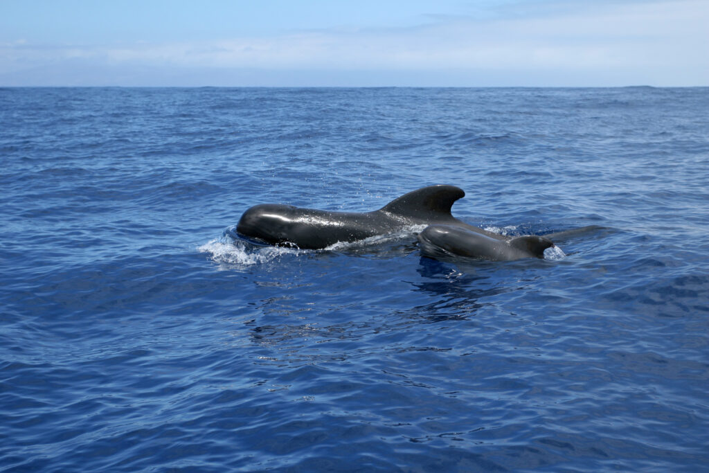 Tenerife, Canaries, baleines pilotes