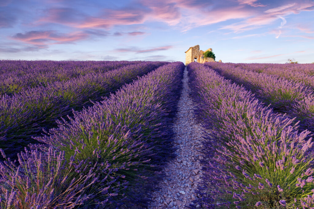 Champs de lavande de Valensole