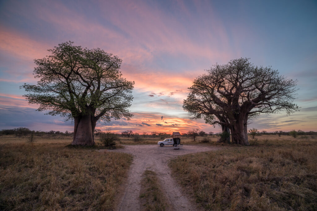 Safari au Botswana