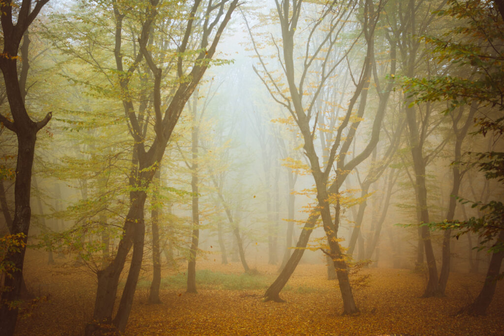 forêt de Hoia-Baciu, Roumanie