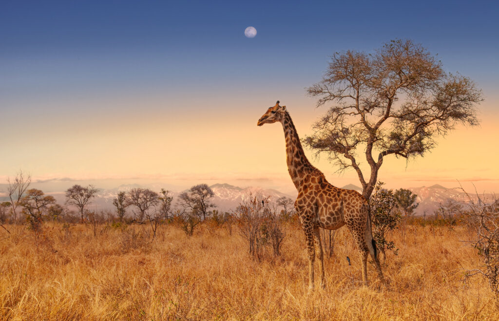 Girafes dans le Parc National de Kruger