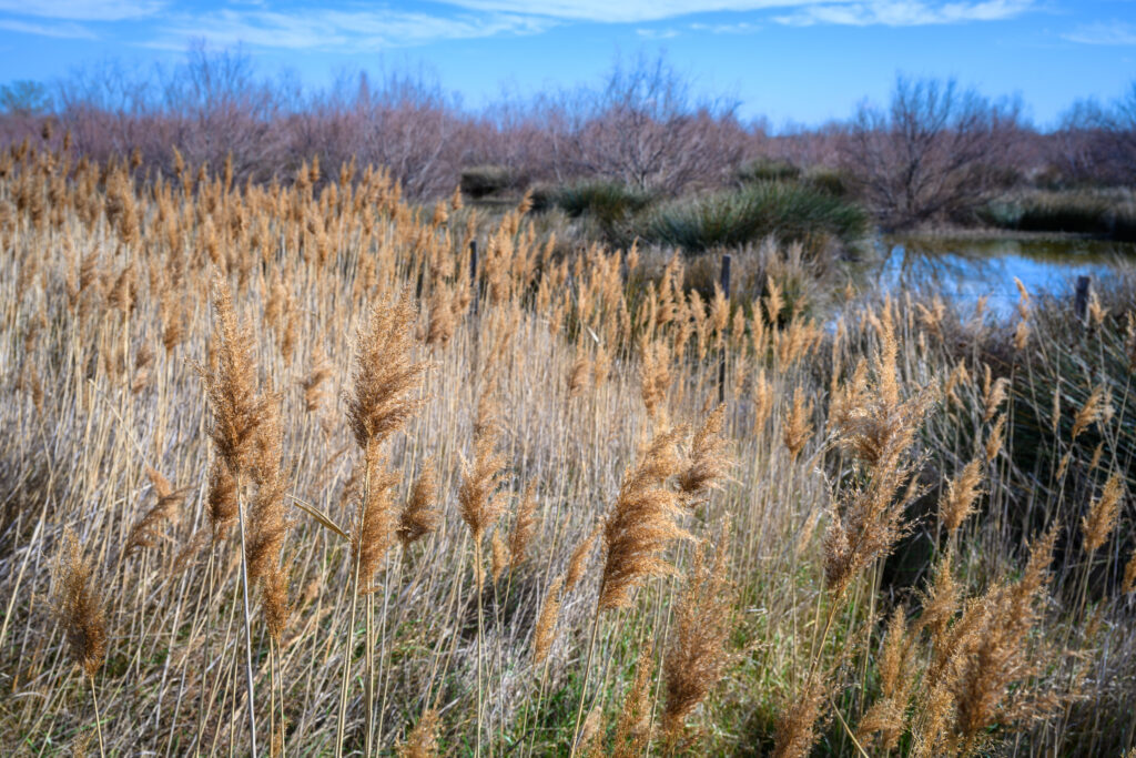 La Réserve naturelle des Marais du Vigueirat