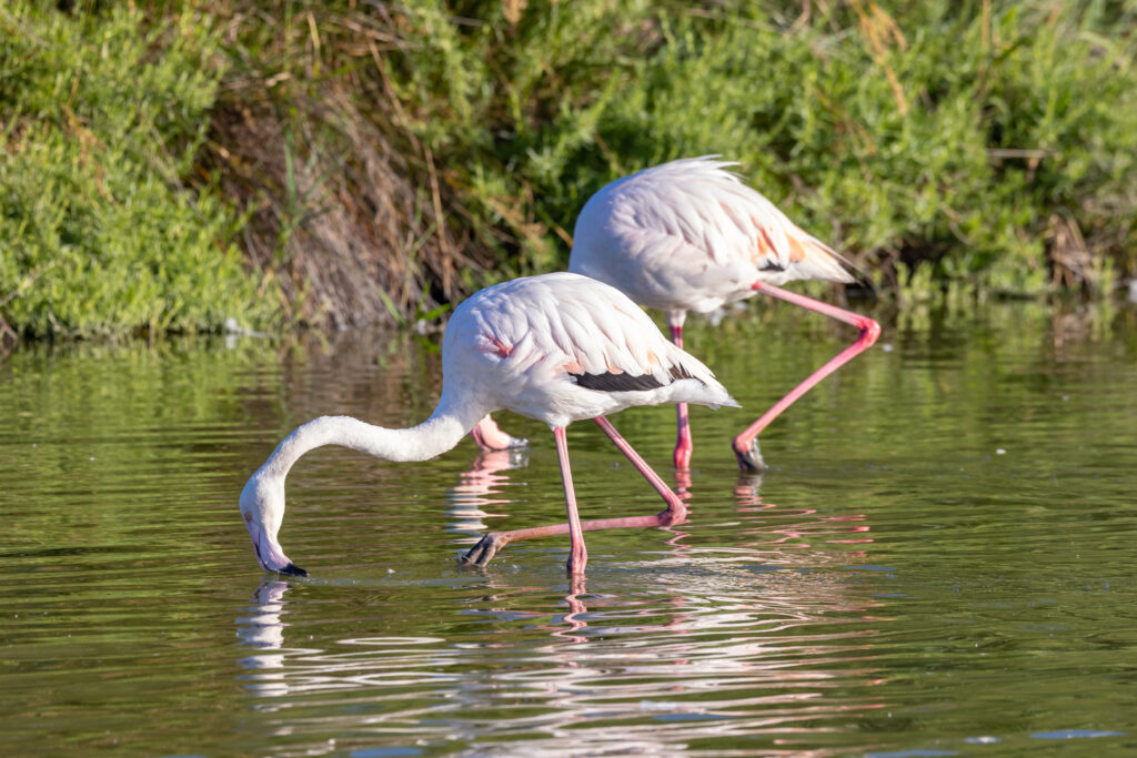 Le parc ornithologique du Pont de Gau