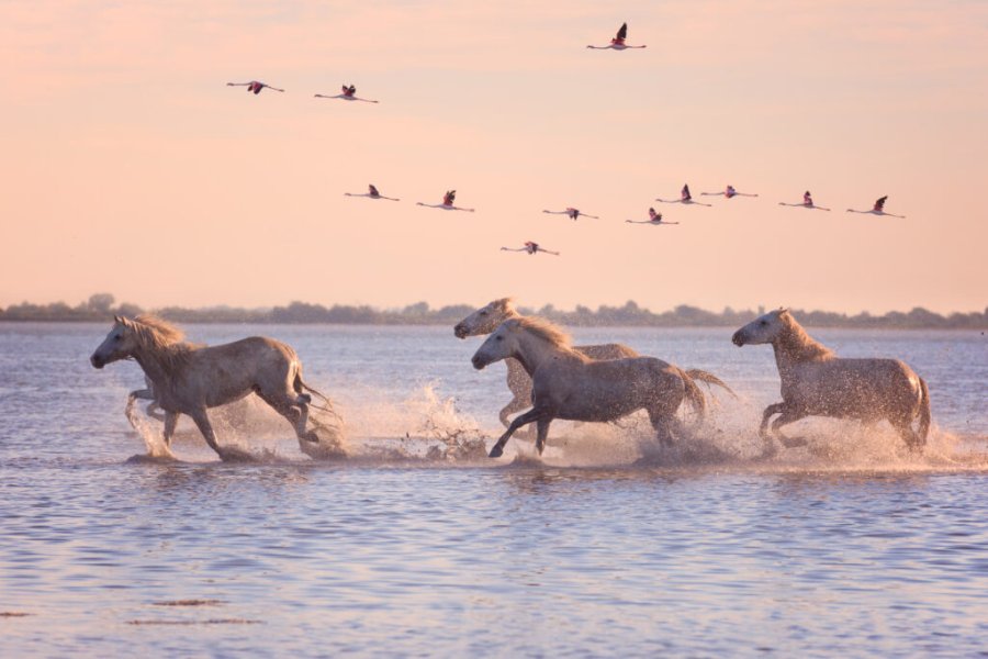 Was kann man in der Camargue unternehmen? Die 15 schönsten Orte zum Besuchen