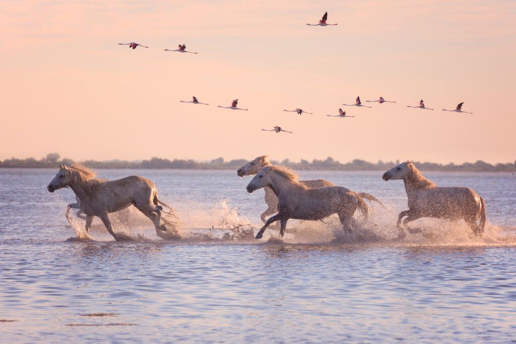 Parc Régional de Camargue