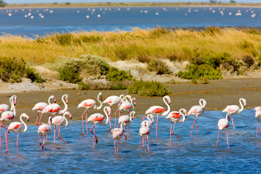 Parc Naturel Régional de Camargue 