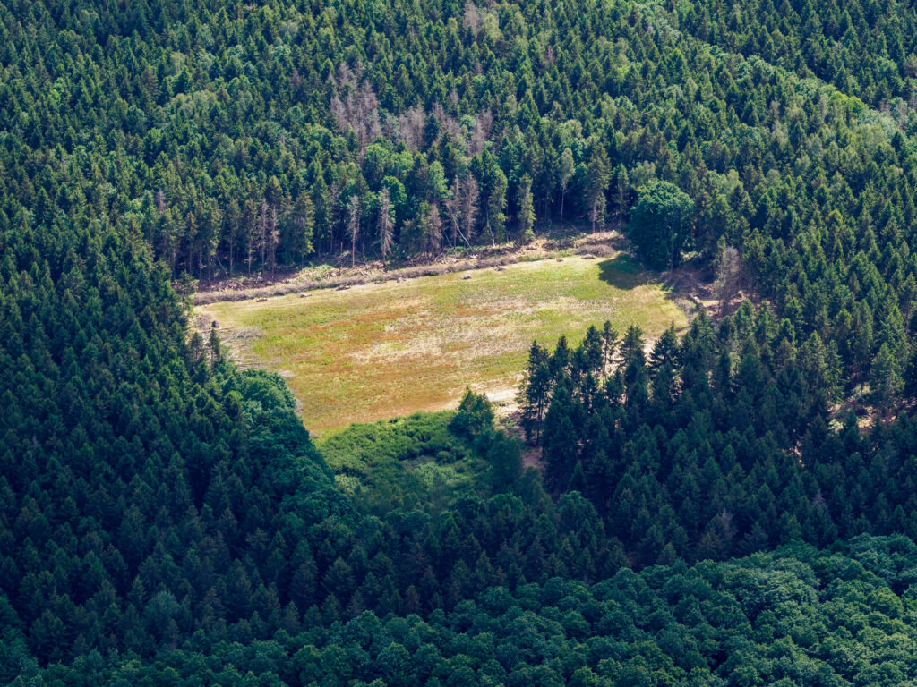 Forêt de Senonche