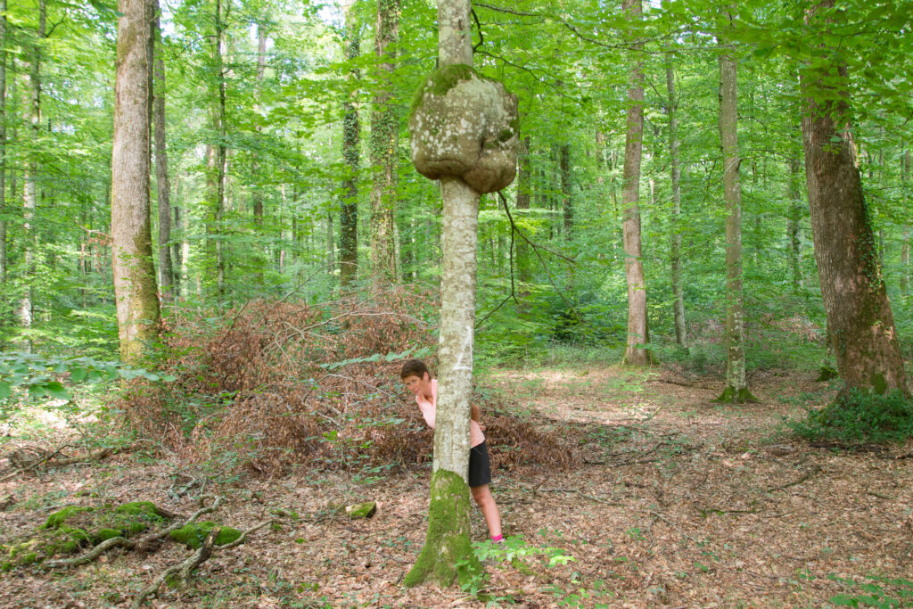 Évasion à la forêt de Bellême