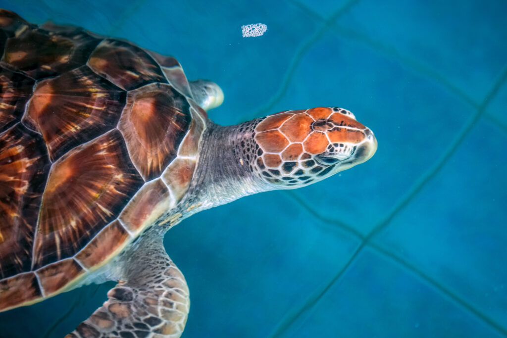 Tortue à l'aquarium de Phuket