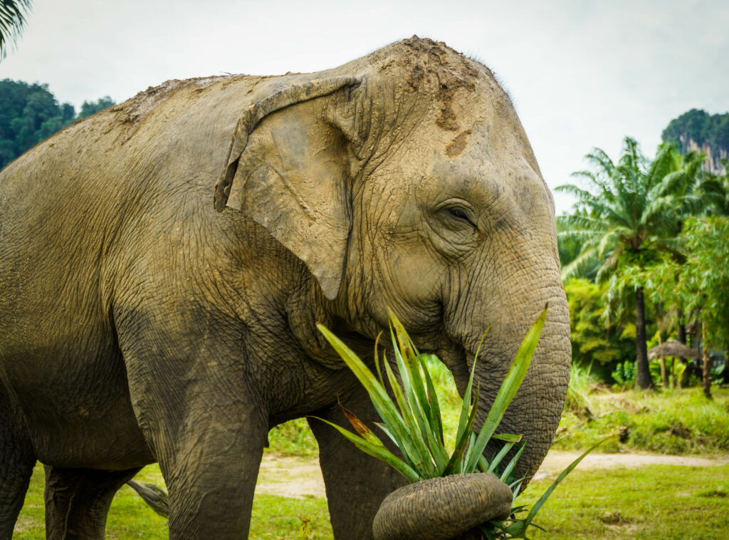 Sanctuaire d'éléphants