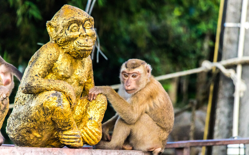 Monkey Hill, le paradis des singes